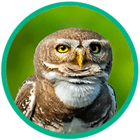 File:Forest-Owlet (1).png