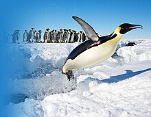 Banner-Penguin in Antarctica jumping out of the water.jpg