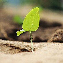 Vijaybhaskarphotography tree crop.jpg