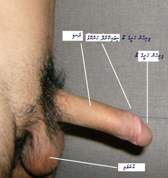 ފައިލު:Penis1a.jpg