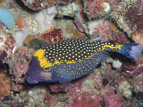 ފައިލު:Bluespoted boxfish.jpg