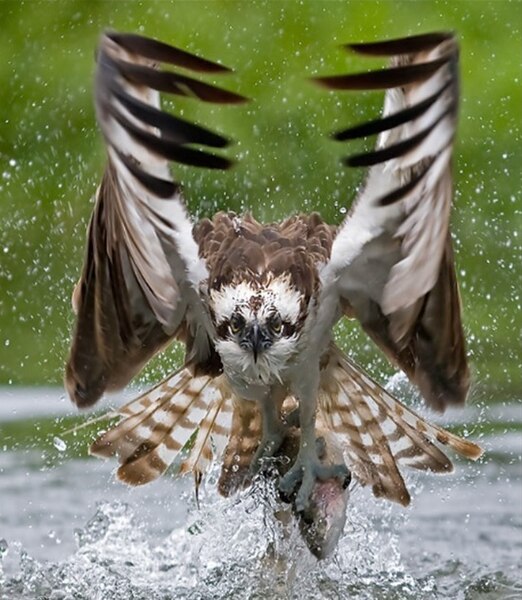 ފައިލު:Eagle-fishcatch.jpeg