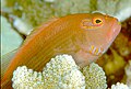 Arc-eye Hawkfish (Paracirrhites arcatus), Kona, Hawaii