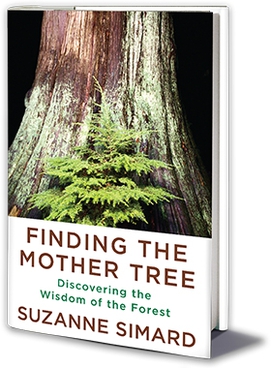 Finding the Mother Tree