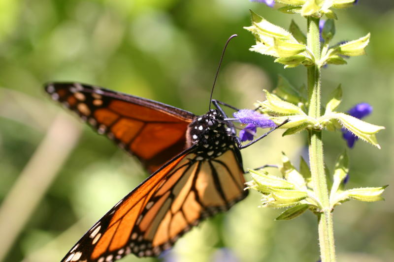 Monarch butterfly - Wikipedia