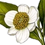 File:Tea blossom.PNG