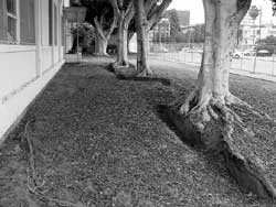 File:Ficus roots (University High School).jpg