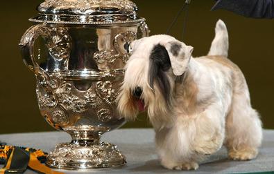 working sealyham terrier