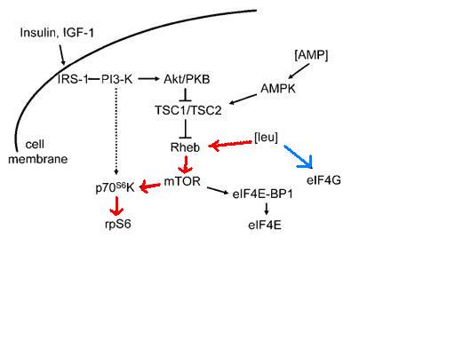 BCAA pathway