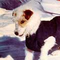 <span class="mw-page-title-main">Bothie (dog)</span> Canine polar explorer