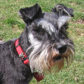 File:MiniSchnauzer BlackandSilver-head.jpg