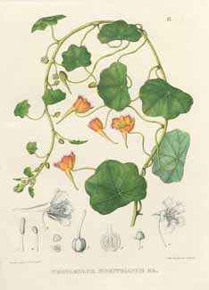 File:Tropaeolum moritzianum.jpg