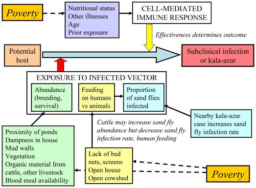 File:Diagram of the interplay of factors that affect risk of kala-azar and asymptomatic Leishmania donovani infection in South Asia.jpeg