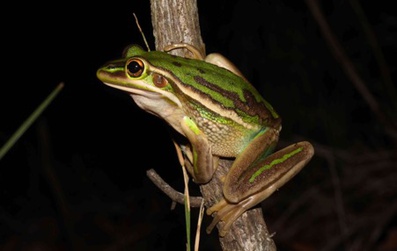 The Green and Golden Bellfrog, Litoria aurea, was once abundant on the Central Coast of NSW but is now known from only two small populations, at Avoca Lagoon and Davistown. The species is classed as Endangered under both Federal and State wildlife regulations. Photograph by Matt Greenlees.