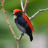 File:Scarlet-backed-flowerpecker-100px.png