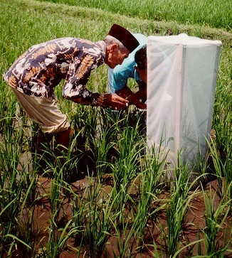 Indonesian farmers carrying out their own research into control of tungro disease on rice (Photo by FAO Community IPM Programme) Tungro study Indonesia 2002.jpg