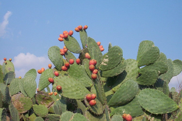 File:Indian Fig 2 - ficus-indica.jpg - Wikipedia