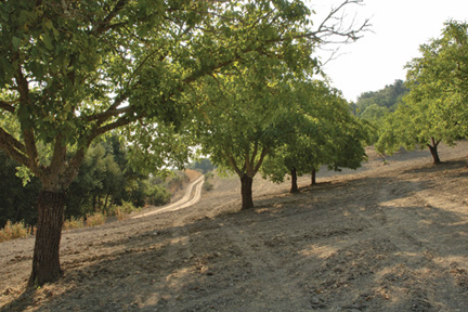 File:Walnut trees on Viking Ranch.jpg