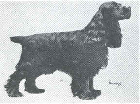 <span class="mw-page-title-main">My Own Brucie</span> American Cocker Spaniel and two-time winner of the Westminster Kennel Club Best in Show award