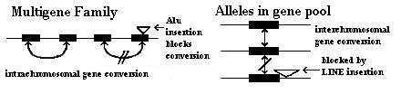 File:Rep dna gene conversion.JPG