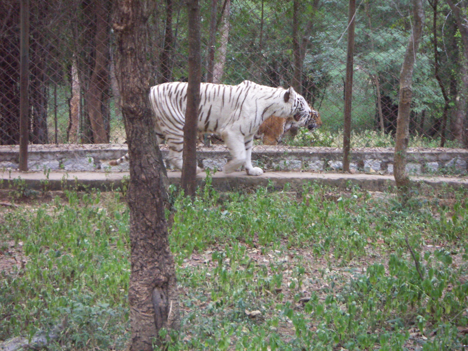 White tiger - Wikipedia