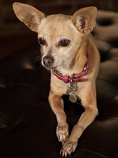 <span class="mw-page-title-main">Taco Bell chihuahua</span> Advertising figure and mascot