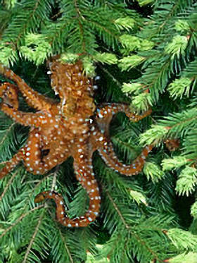 <span class="mw-page-title-main">Pacific Northwest tree octopus</span> Internet hoax