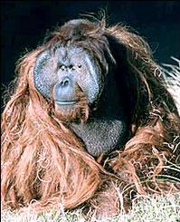 Ken Allen Bornean orangutan at the San Diego Zoo