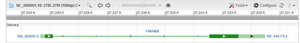 FAM46B is composed of two exons with no alternative splicing. As evidenced by the direction of the arrows on the exons in comparison with the base pair numbers on the chromosome, FAM46B is on the reverse strand of Chromosome 1.