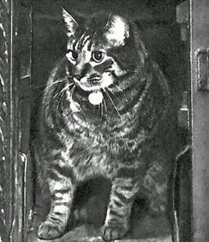 <span class="mw-page-title-main">Tibs the Great</span> British Post Offices "number one cat"