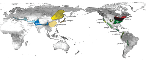 File:Walnut species map.png