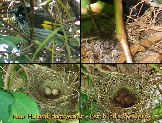 File:New holland honeyeater nest.jpg