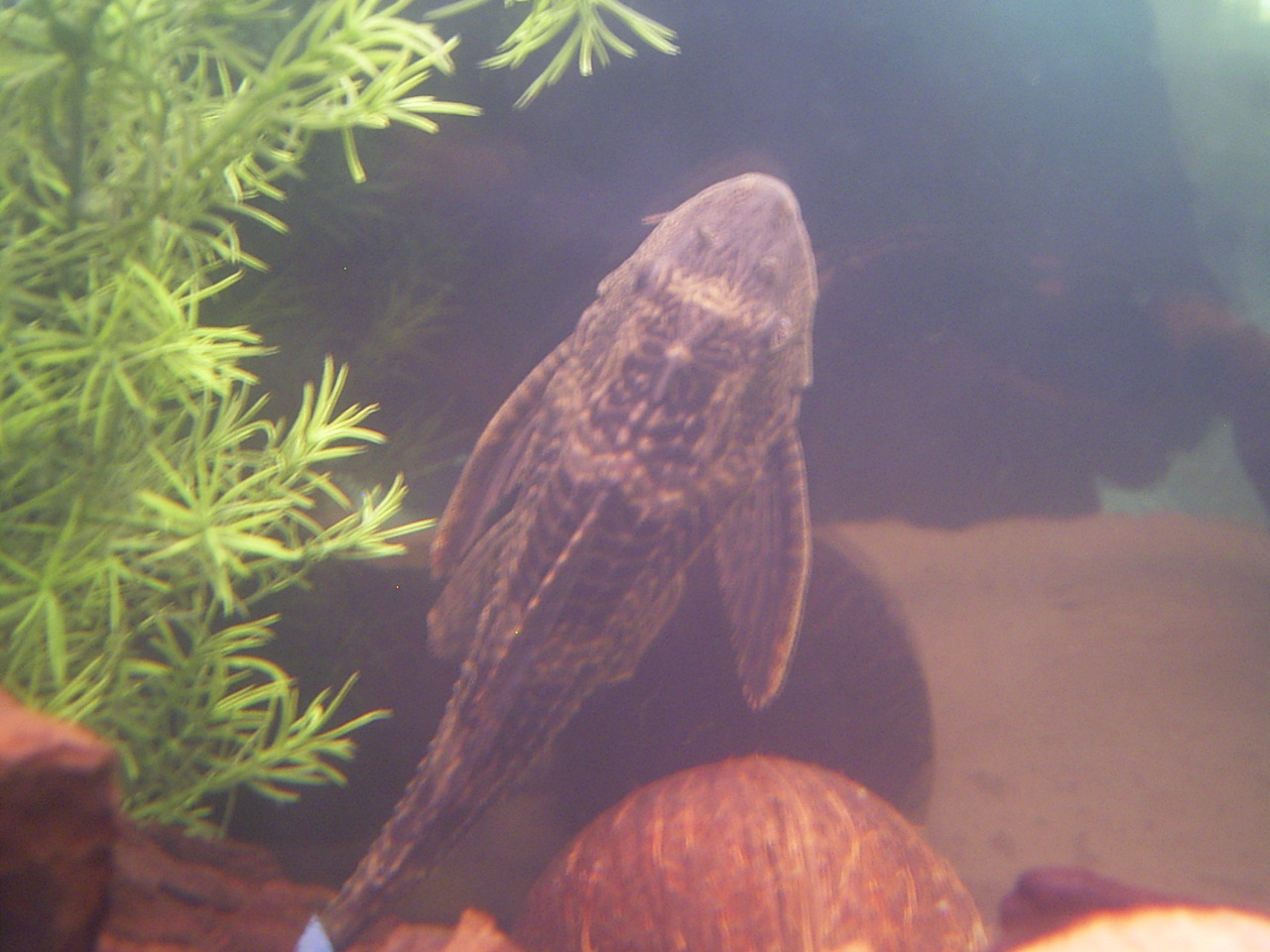 plecostomus size