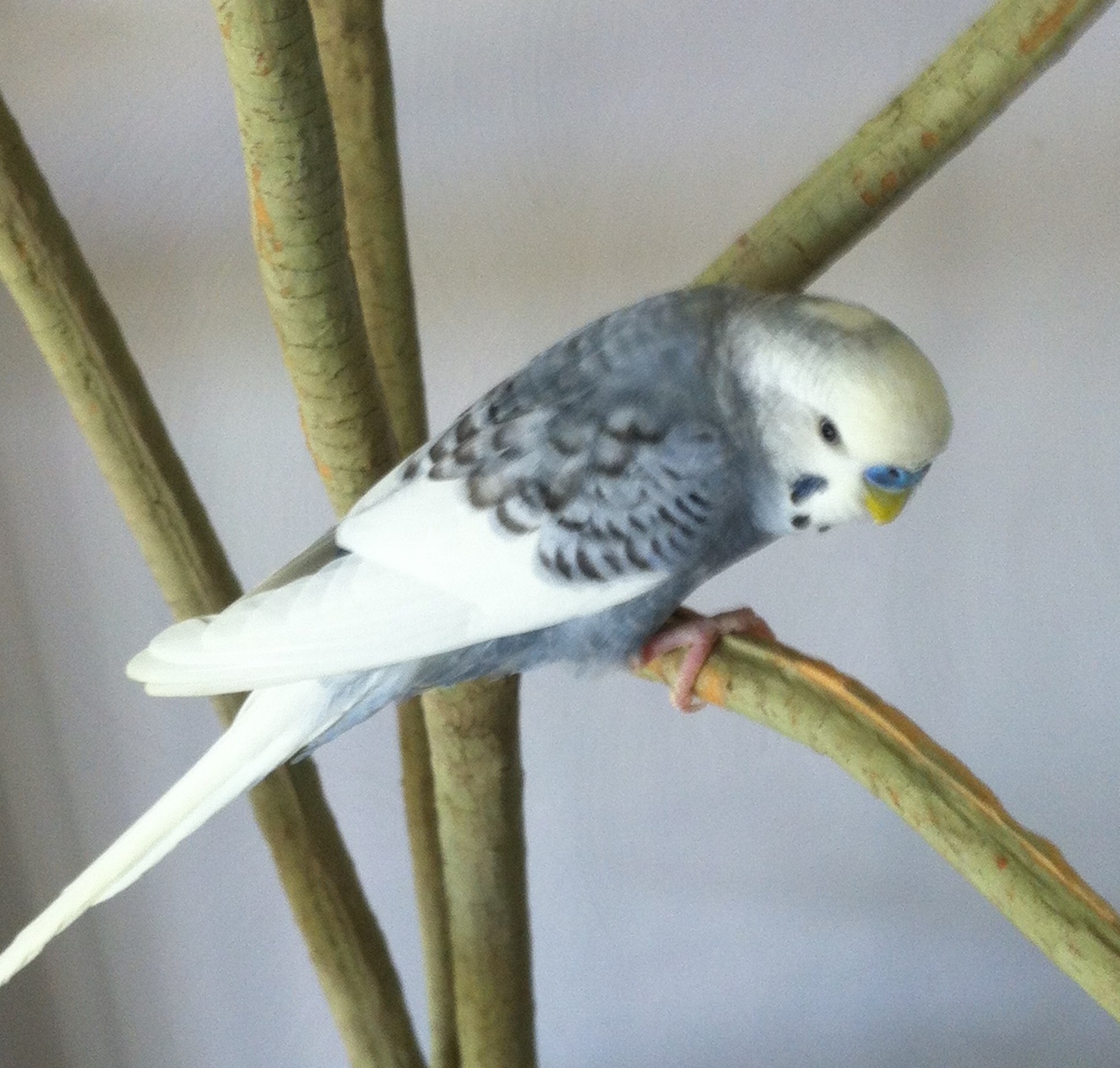 Male and female parakeet differences photo