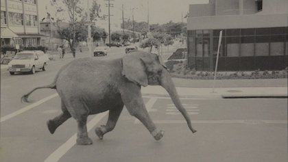 elephant sex vidio