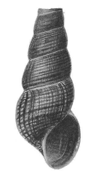 <i>Tylomelania masapensis</i> Species of gastropod