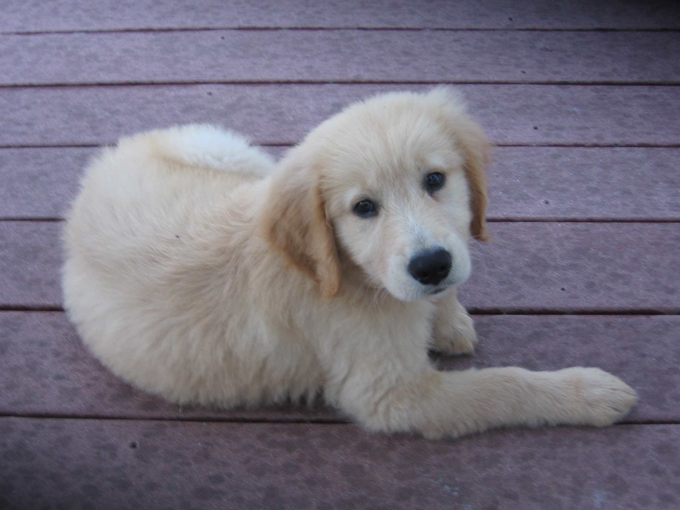 how much should a 16 week old golden retriever puppy weight