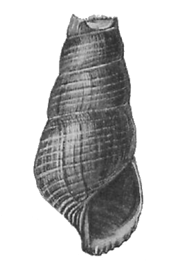 <i>Tylomelania lalemae</i> Species of gastropod