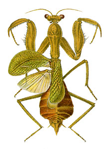 <i>Cilnia humeralis</i> Species of praying mantis