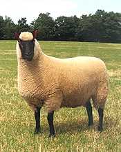 File:Ewe of the Clun Forest breed.jpg