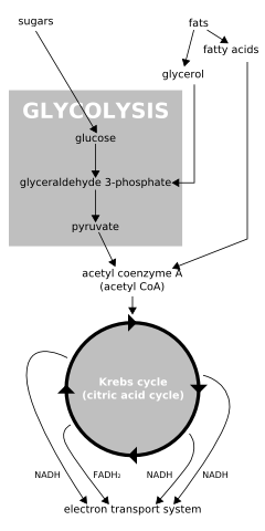 Flowchart of cellular respiration, II