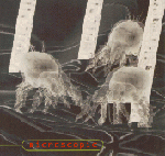 Microscopic-Download.gif