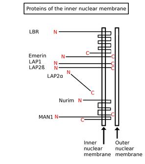 <span class="mw-page-title-main">Inner nuclear membrane protein</span> Protein embedded in inner membrane of nuclear envelope