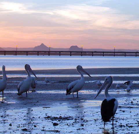 File:Pelicans-glasshouse.jpg