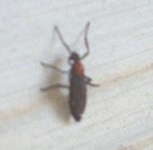 File:Lovebug landed.JPG