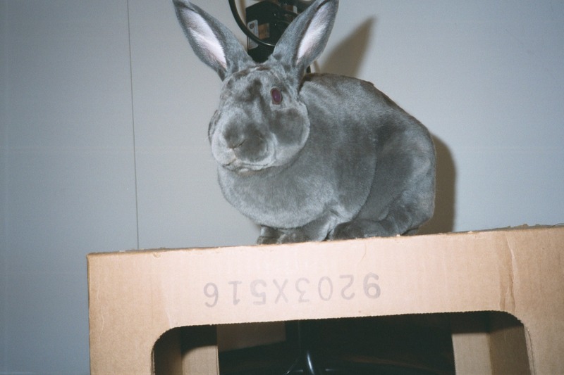 File:Pet rabbit (Rex breed, grey fur, perching on a cardboard box).jpg -  Wikipedia