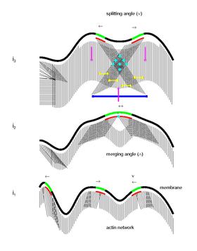 Schematic representation of the collective biomechanical and molecular mechanism of cell motion Collective Mechanism of Cell Motion.jpg