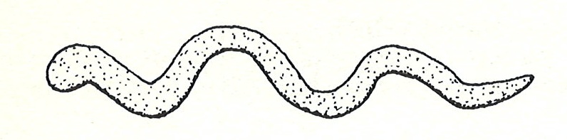 File:Anker copper serpent.jpeg