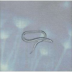 <i>Bring On the Snakes</i> 2001 studio album by Crooked Fingers