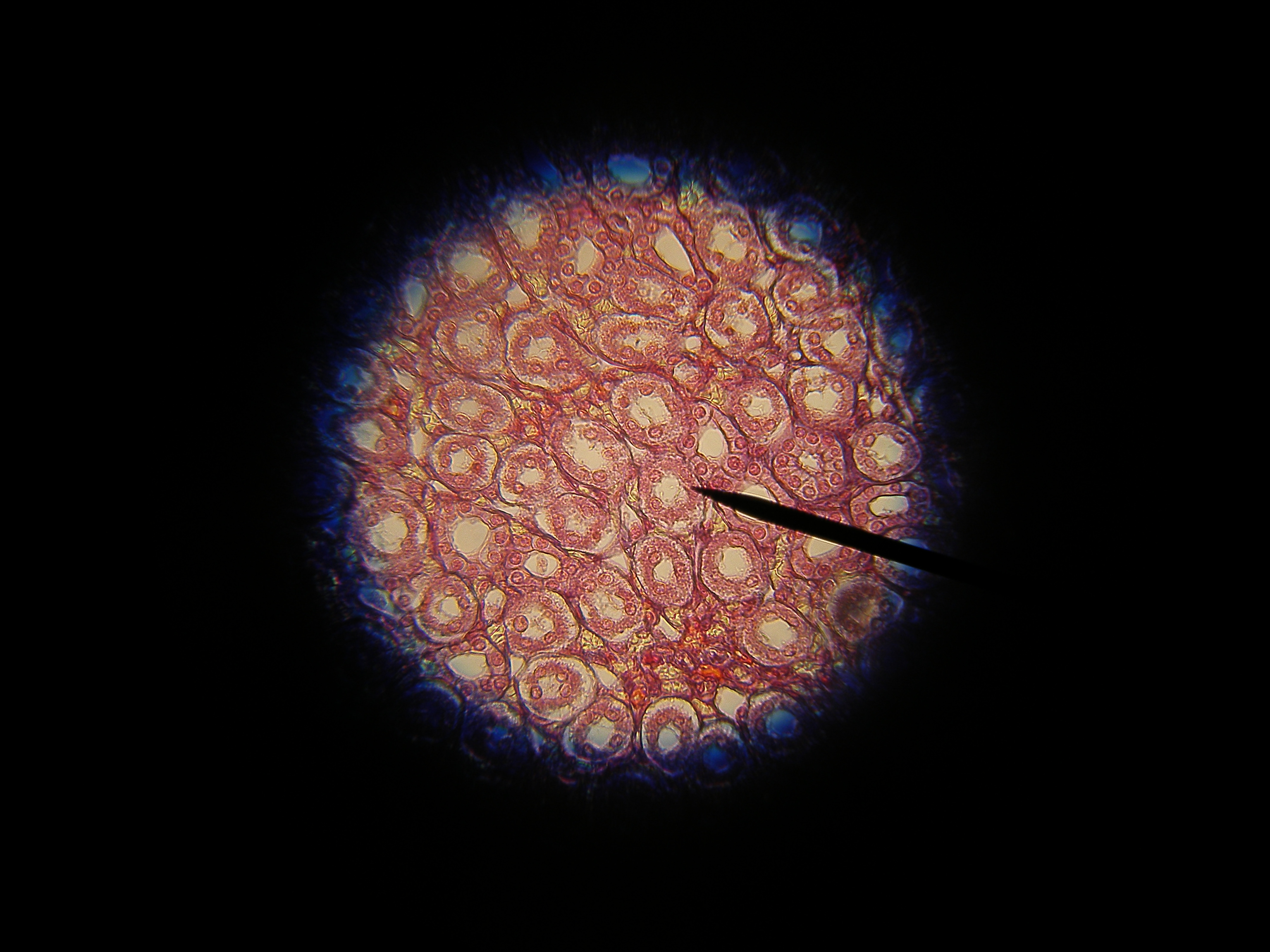 simple cuboidal epithelium kidney